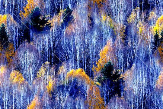 森林印花华亿平台图片