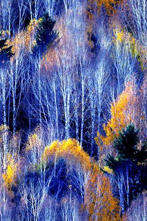 森林印花华亿平台图片