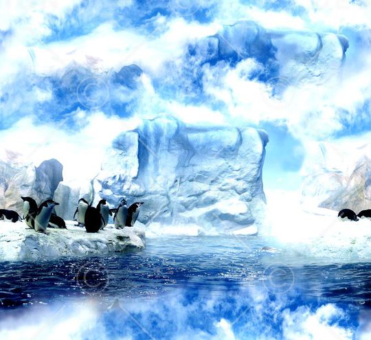 企鹅印花华亿平台图片