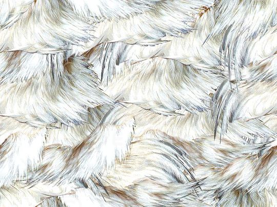 羽毛印花华亿平台图片