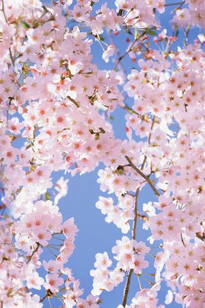 桃花印花华亿平台图片