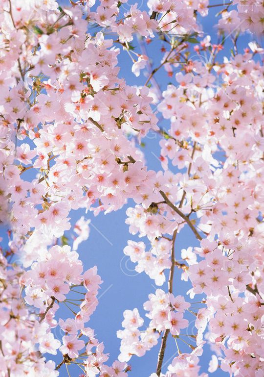 桃花印花华亿平台图片