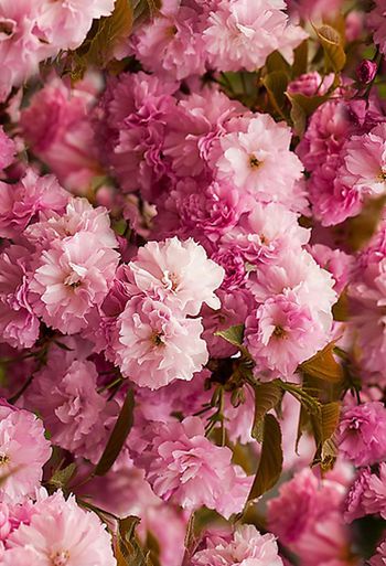 261522-数码梦幻花组