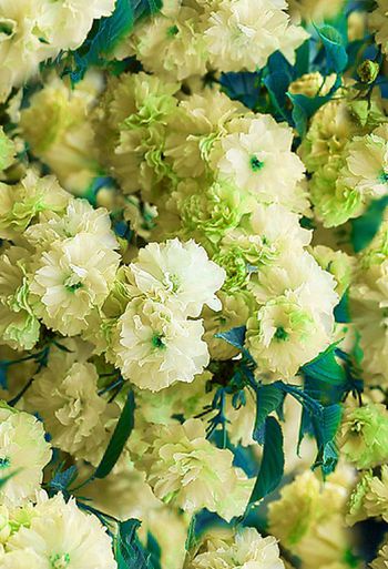 261524-数码梦幻花组