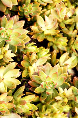 植物印花华亿平台图片