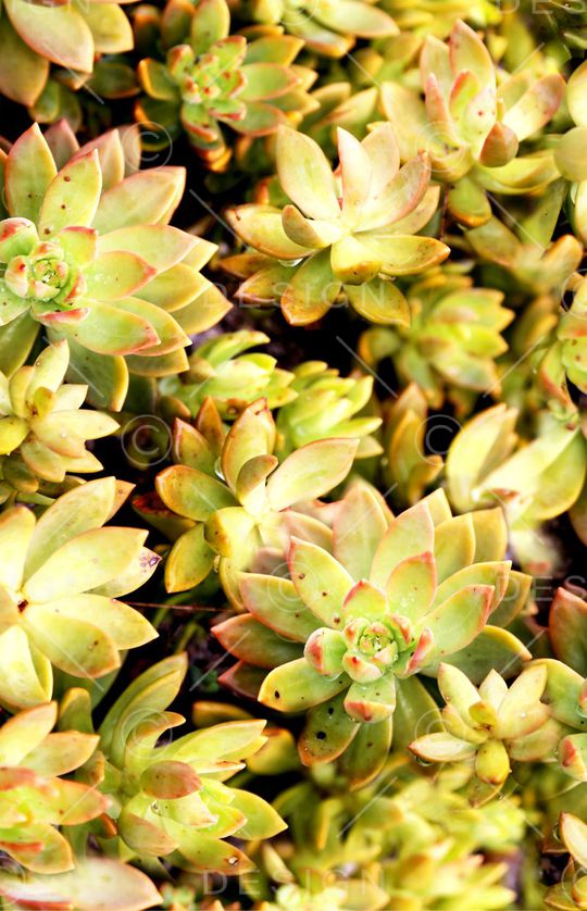 植物印花华亿平台图片