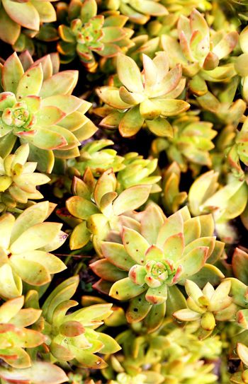 植物印花华亿平台图片