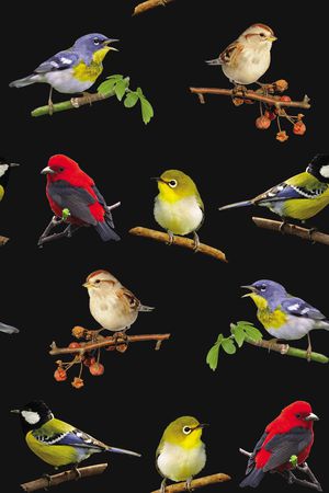 鸟类印花华亿平台图片