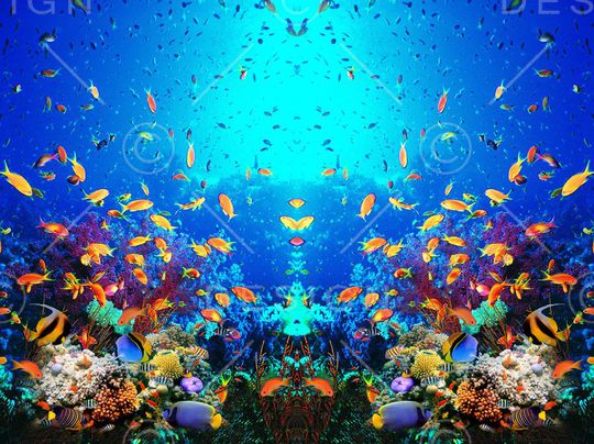 鱼类印花华亿平台图片