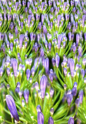 262434-WT214梦幻写实花卉植物唯美清新