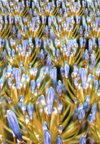 262435-梦幻写实花卉植物唯美清新印花