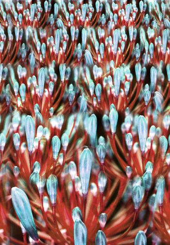 262436-梦幻写实花卉植物唯美清新印花