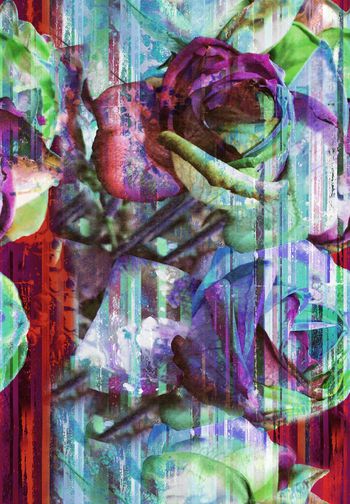 262442-WT216前幅定位花暗夜神秘玫瑰花