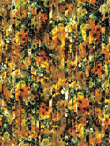 263564-条纹菊花花卉花朵