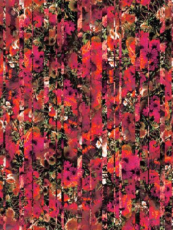 263565-条纹菊花花卉花朵