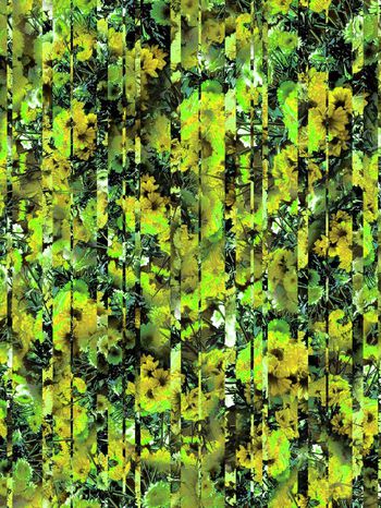 263566-条纹菊花花卉花朵