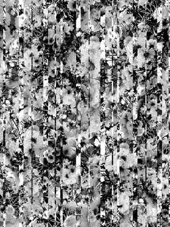 263567-条纹菊花花卉花朵