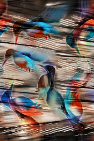 鸟印花华亿平台图片