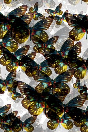 动物印花华亿平台图片