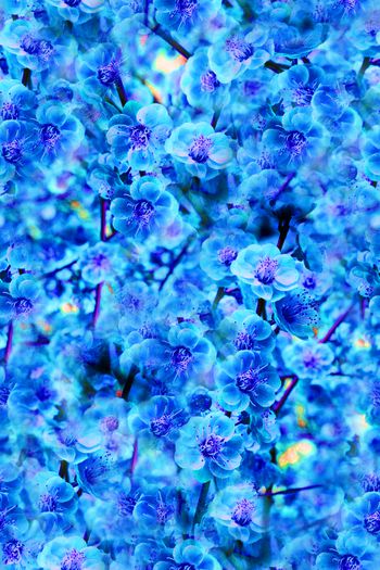 264301-201312y10梅花-4