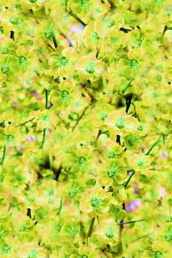 264302-201312y10梅花-4