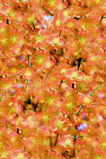 264303-201312y10梅花-4