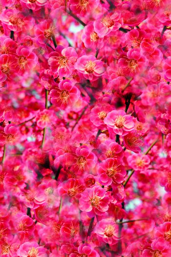 264304-201312y10梅花-4