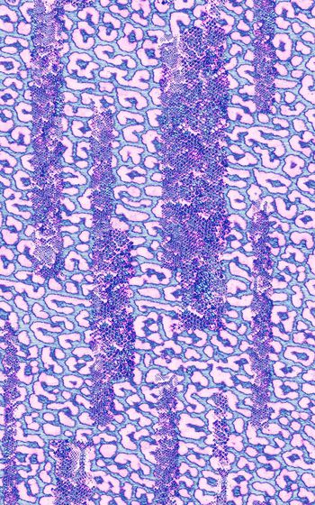 265574-豹纹蛇纹-002-T3