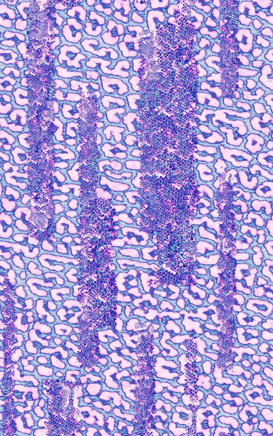豹纹印花华亿平台图片