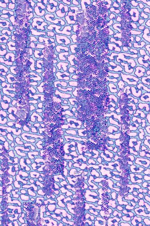 豹纹印花华亿平台图片