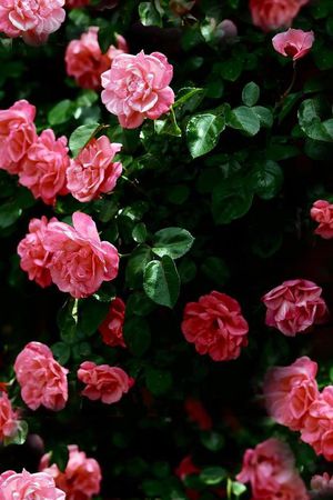 ♥红桃A〖花鸟天堂〗印花华亿平台图片