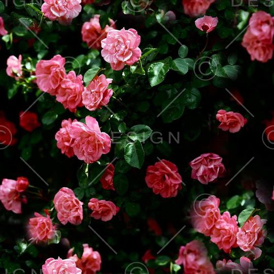 ♥红桃A〖花鸟天堂〗印花华亿平台图片