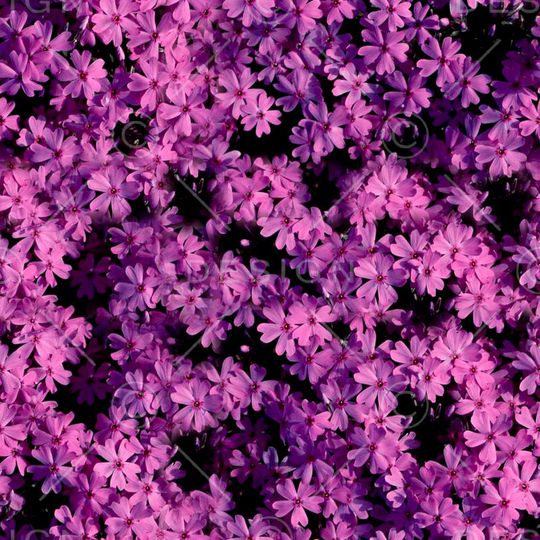 ♥红桃A〖花鸟天堂〗印花华亿平台图片