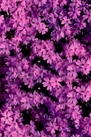 ♥红桃A〖花鸟天堂〗印花华亿平台图片