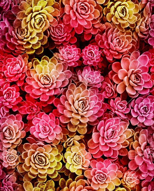 宝石花印花华亿平台图片