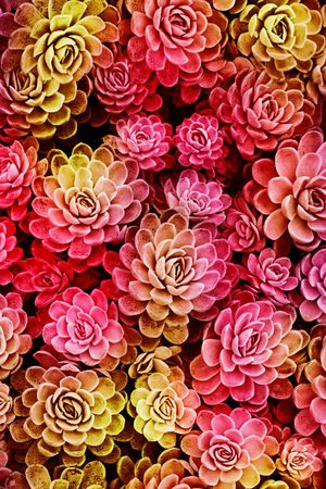 宝石花印花华亿平台图片