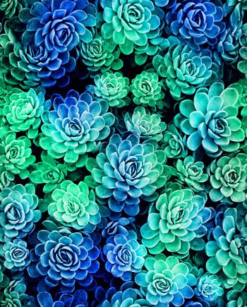 269294-魔力菇 炫彩 漂亮花朵