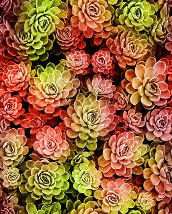 269295-魔力菇 炫彩 漂亮花朵