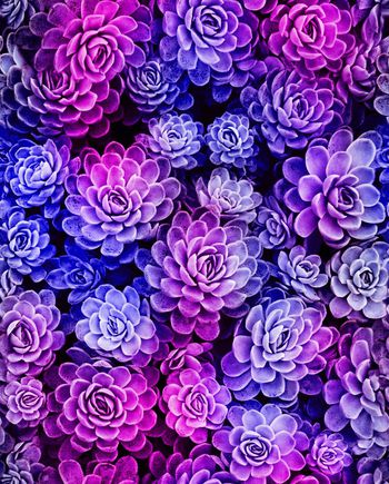 269296-魔力菇 炫彩 漂亮花朵