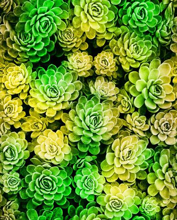 269297-魔力菇 炫彩 漂亮花朵