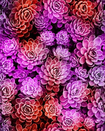 269298-魔力菇 炫彩 漂亮花朵