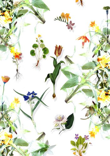 272807-野性自由-1