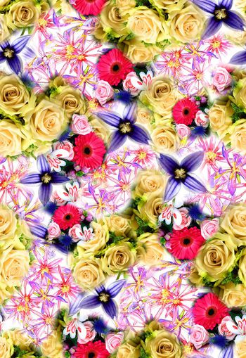 276619-多彩玫瑰花卉花朵组合