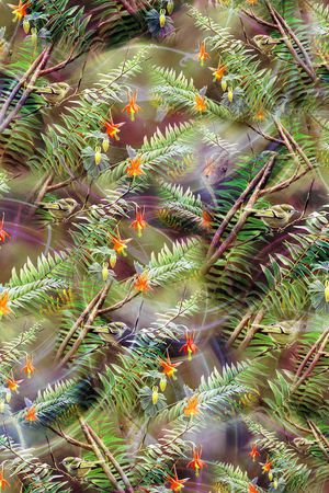 热带印花华亿平台图片