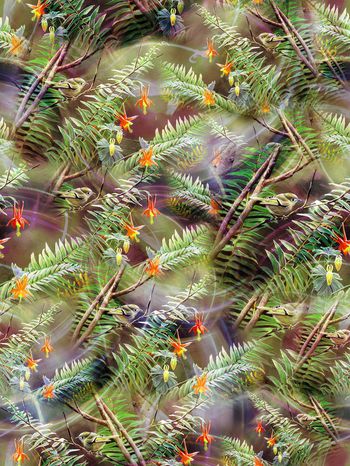 279661-热带鸟树叶线条光线组合