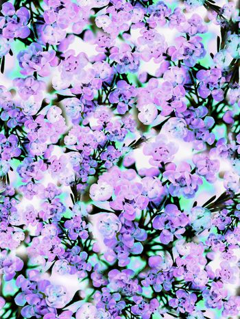 279719-多彩花卉花朵组合