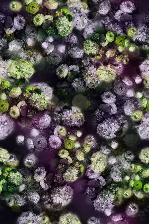 潘神花卉类印花华亿平台图片