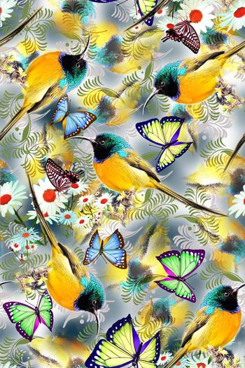 279754-鸟+蝴蝶