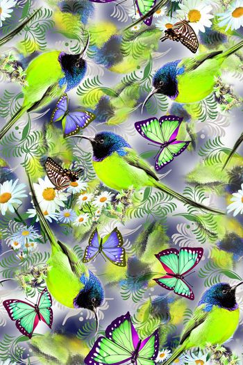 279756-鸟+蝴蝶