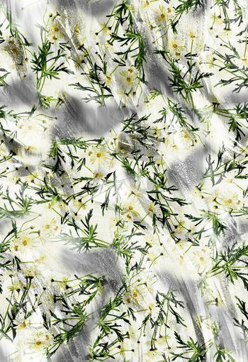 280235-清新雏菊花卉组合